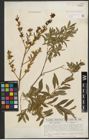 Foto von Salix purpurea L.